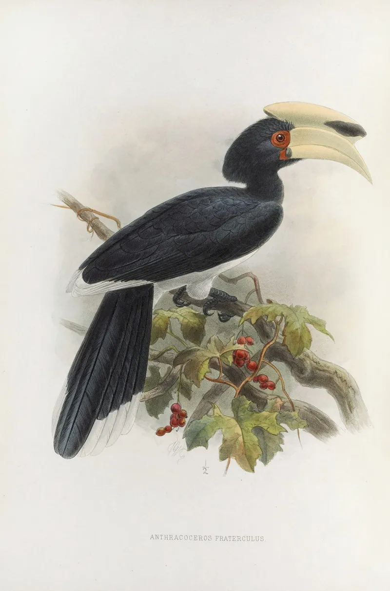 Anthracoceros Fraterculus