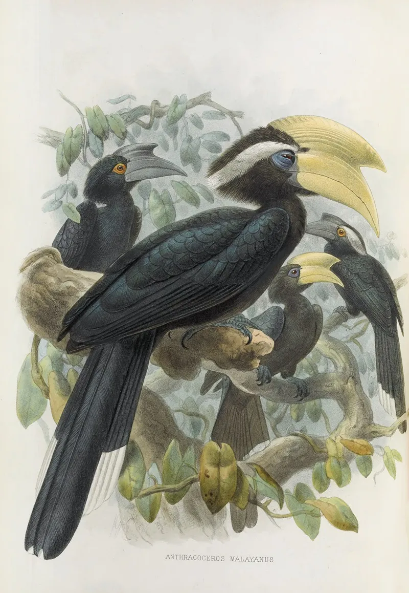 Anthracoceros Malayanus