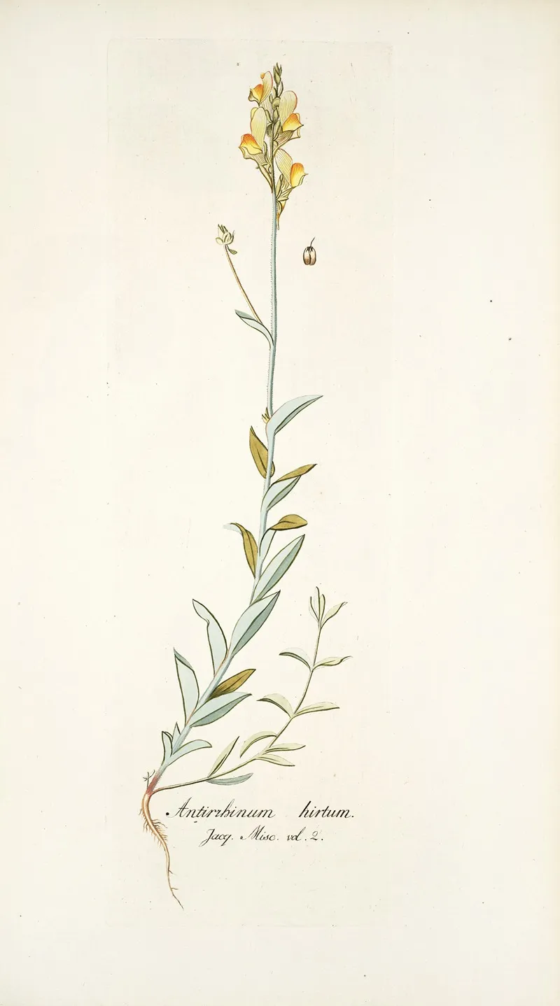 Antirrhinum Hirtum