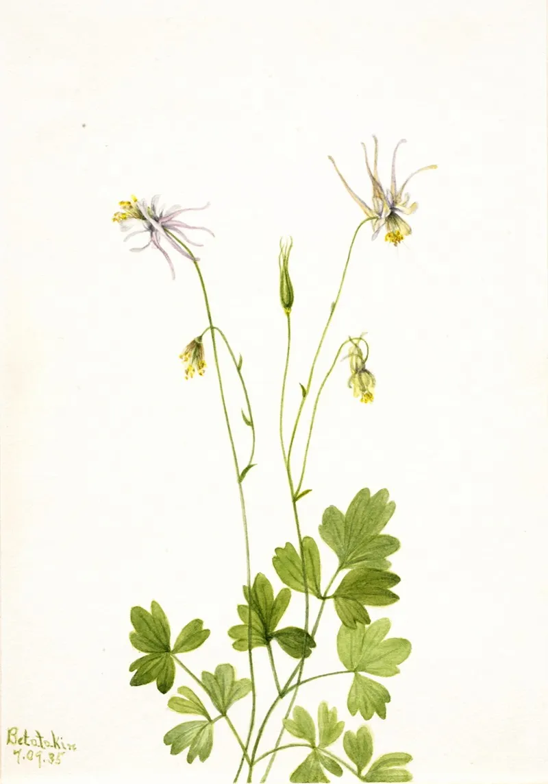 Aquilegia Ecalcarata