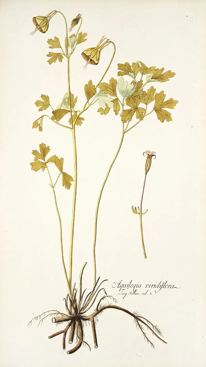 Aquilegia Viridiflora