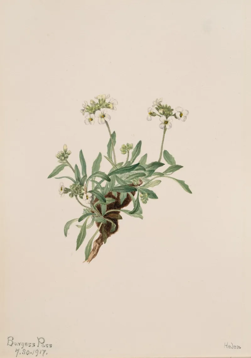 Arabis Drummondii