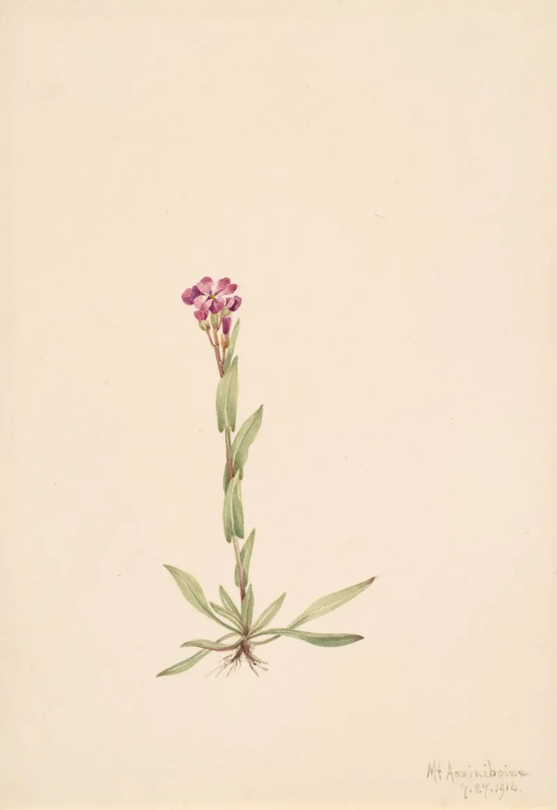 Arabis Lyallii