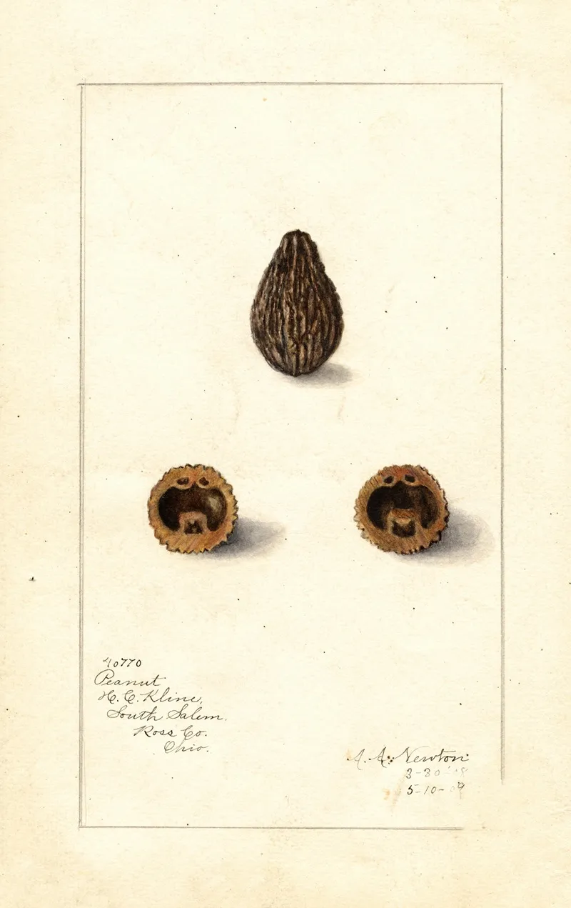 Arachis