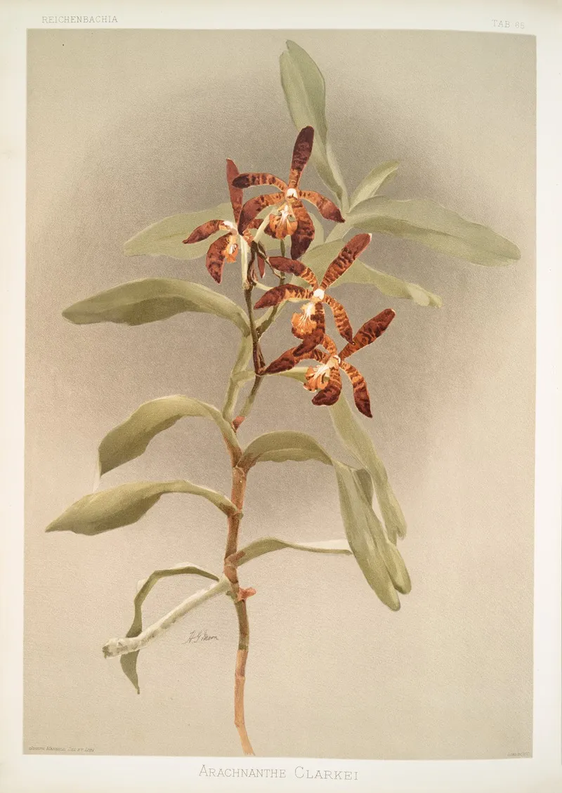 Arachnanthe Clarkei by Frederick Sander - Canvas Print