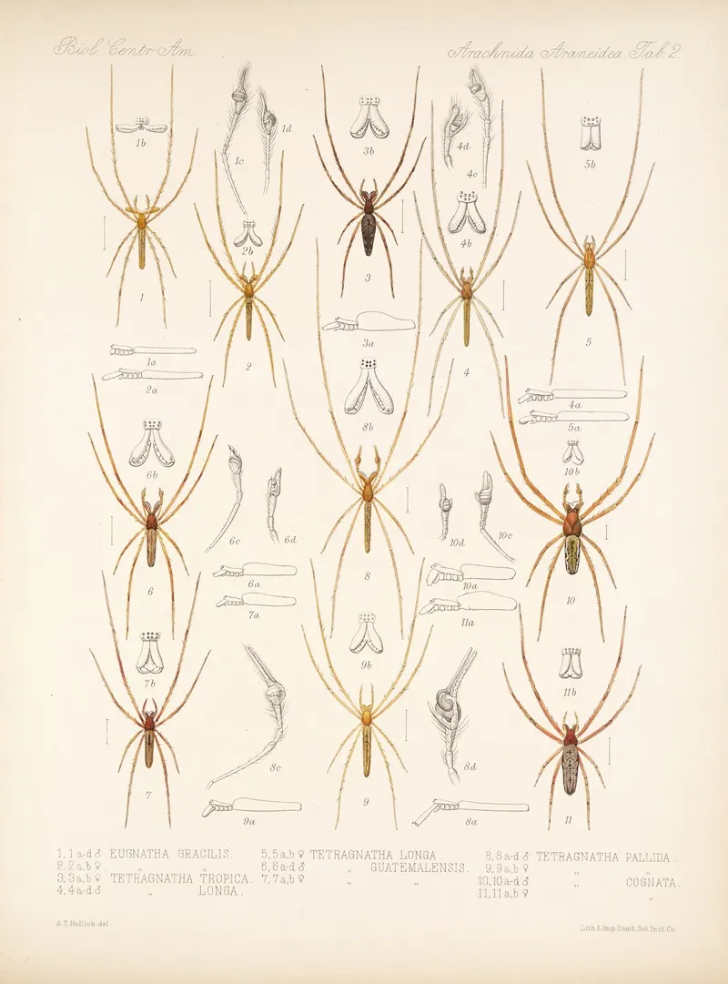 Arachnida Araneidea Pl 02 by Frederick DuCane Godman - Canvas Print