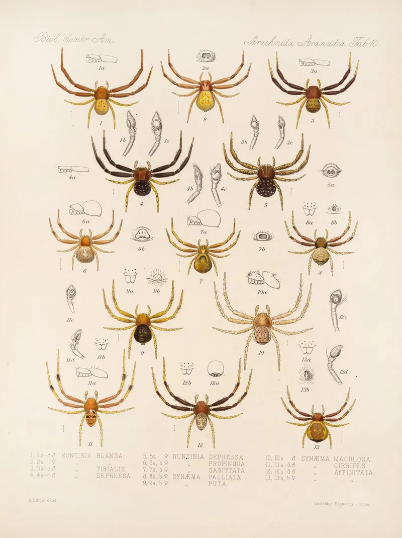 Arachnida Araneidea Pl 10 by Frederick DuCane Godman - Canvas Print