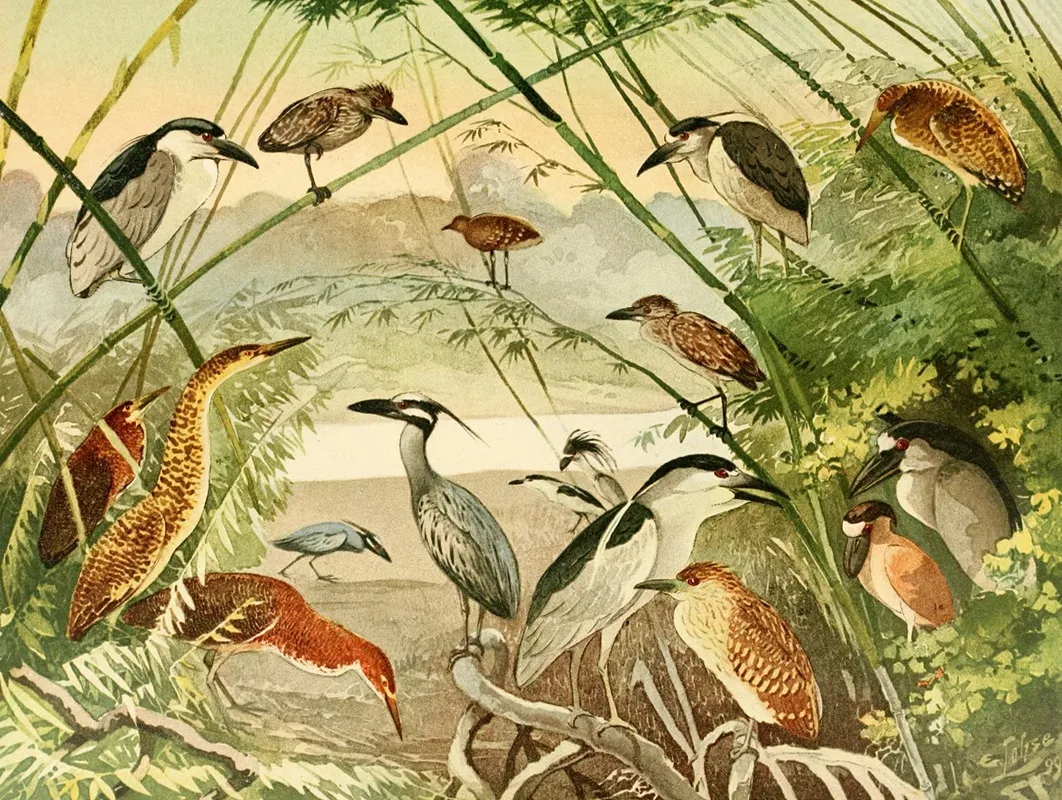 Arapapa Taquiry Soco Boi