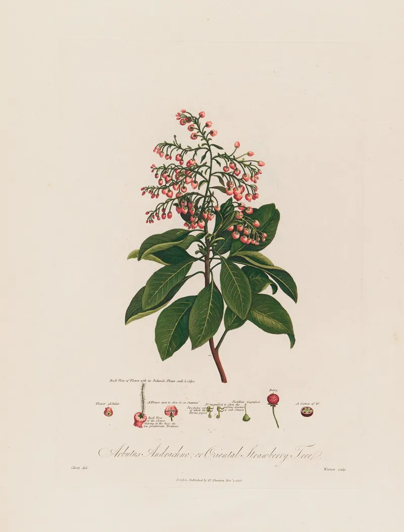 Arbutus Andrachne Or Oriental Strawberry Tree by Robert John Thornton - Canvas Print
