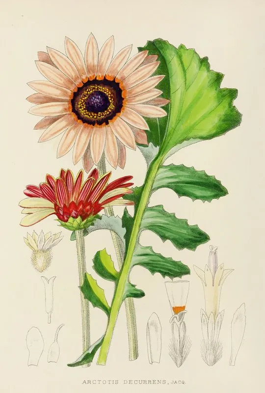 Arctotis Decurrens
