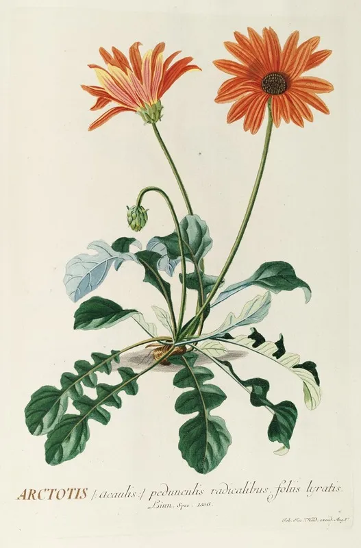 Arctotis