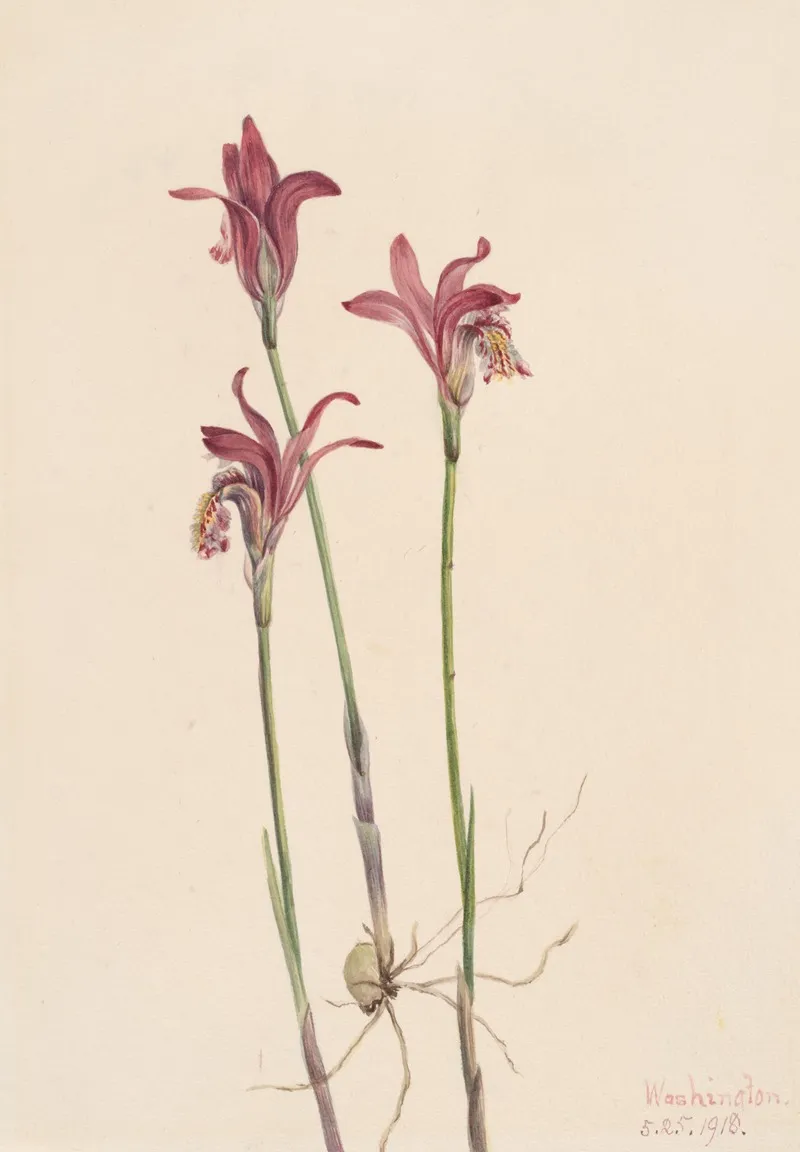 Arethusa Arethusa Bulbosa 2