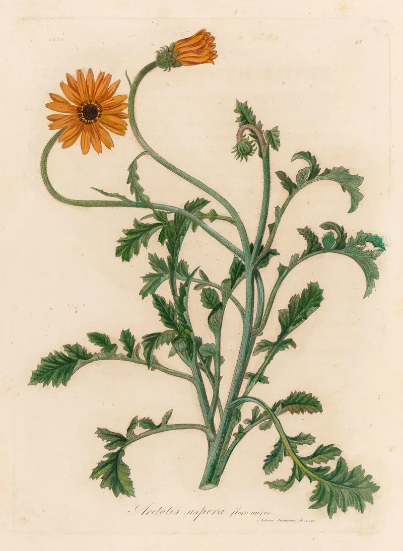 Aretotis Aspera Flore Aureo