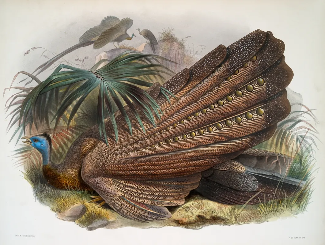 Argus Giganteus 2 by Joseph Smit - Canvas Print