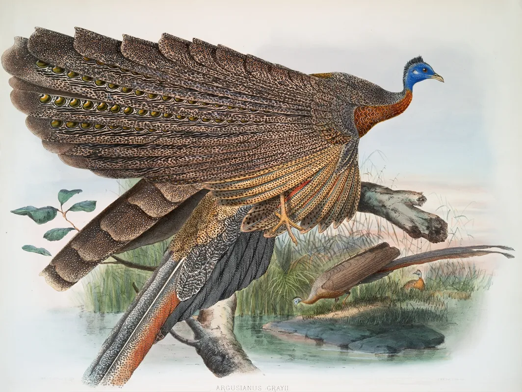 Argus Grayi 2 by Joseph Smit - Canvas Print