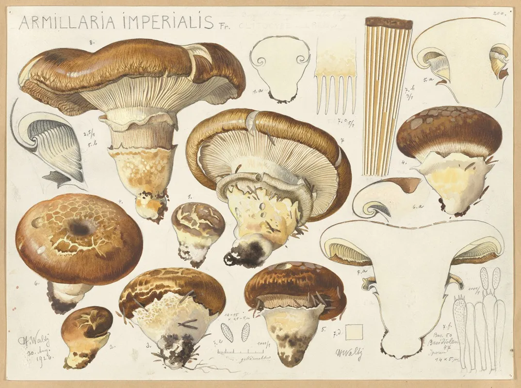 Armillaria Imperialis Fr