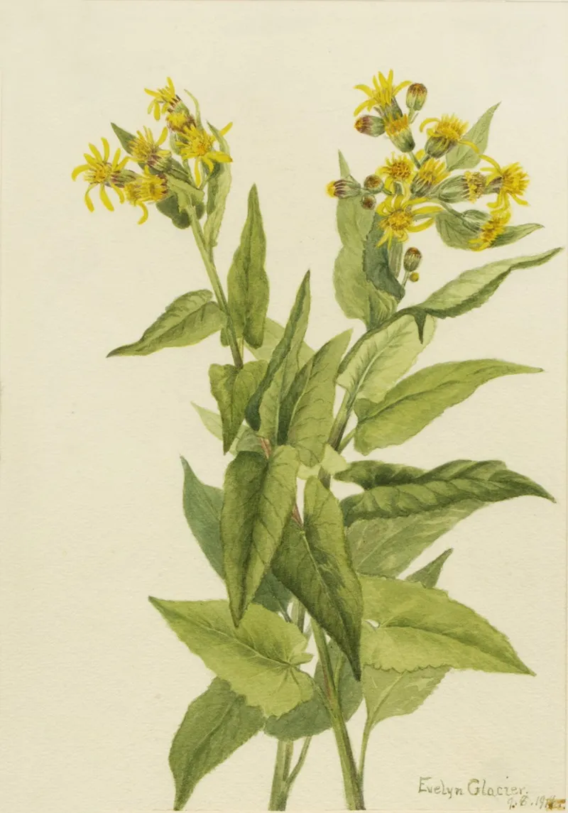 Arrowleaf Groundsel Senecia Triangularis 2