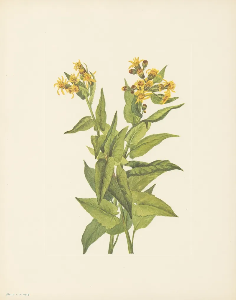 Arrowleaf Groundsel Senecia Triangularis 3