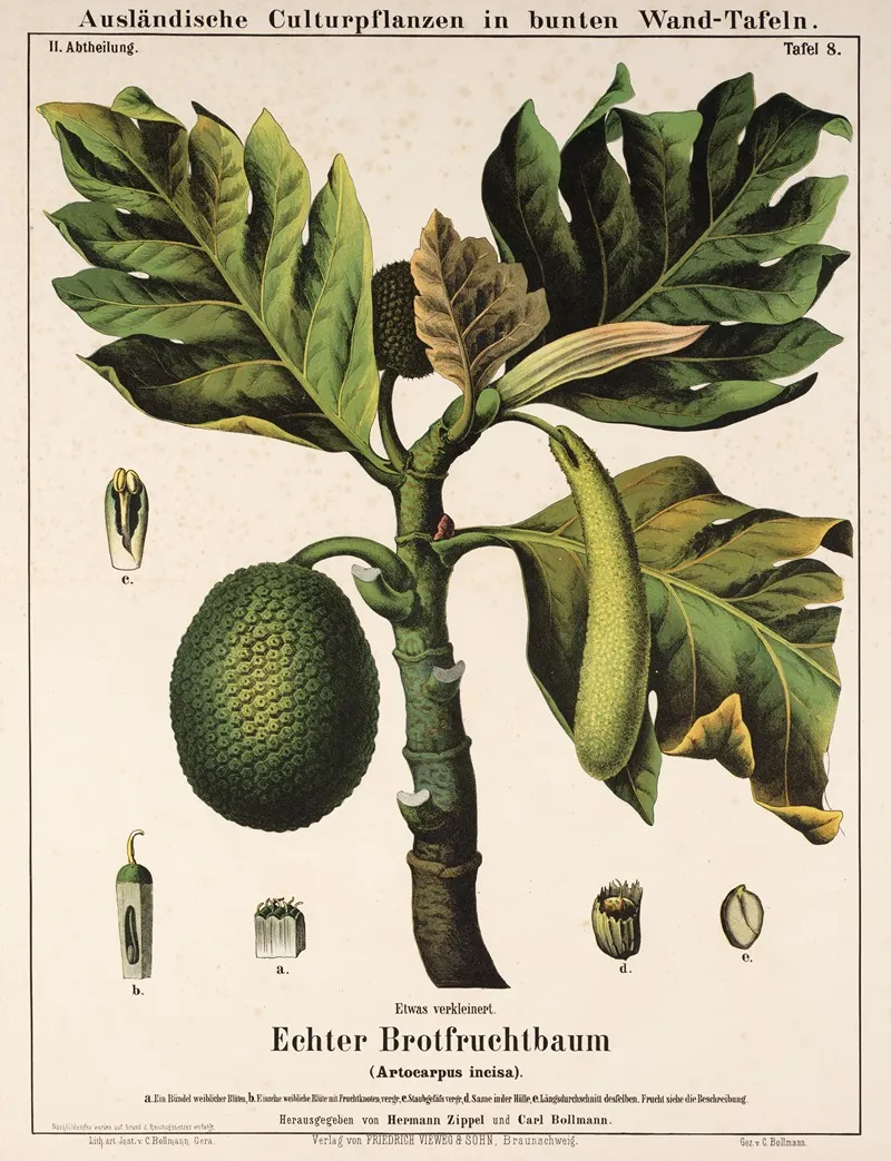 Artocarpus Incisa Broodvrucht