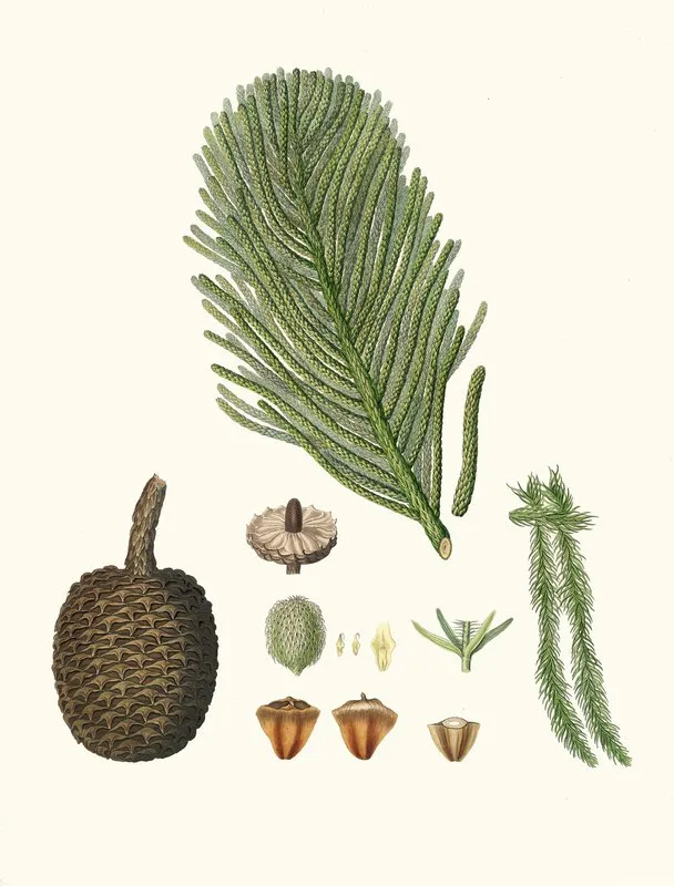 Arucaria Excelsa Norfolk Island Pine