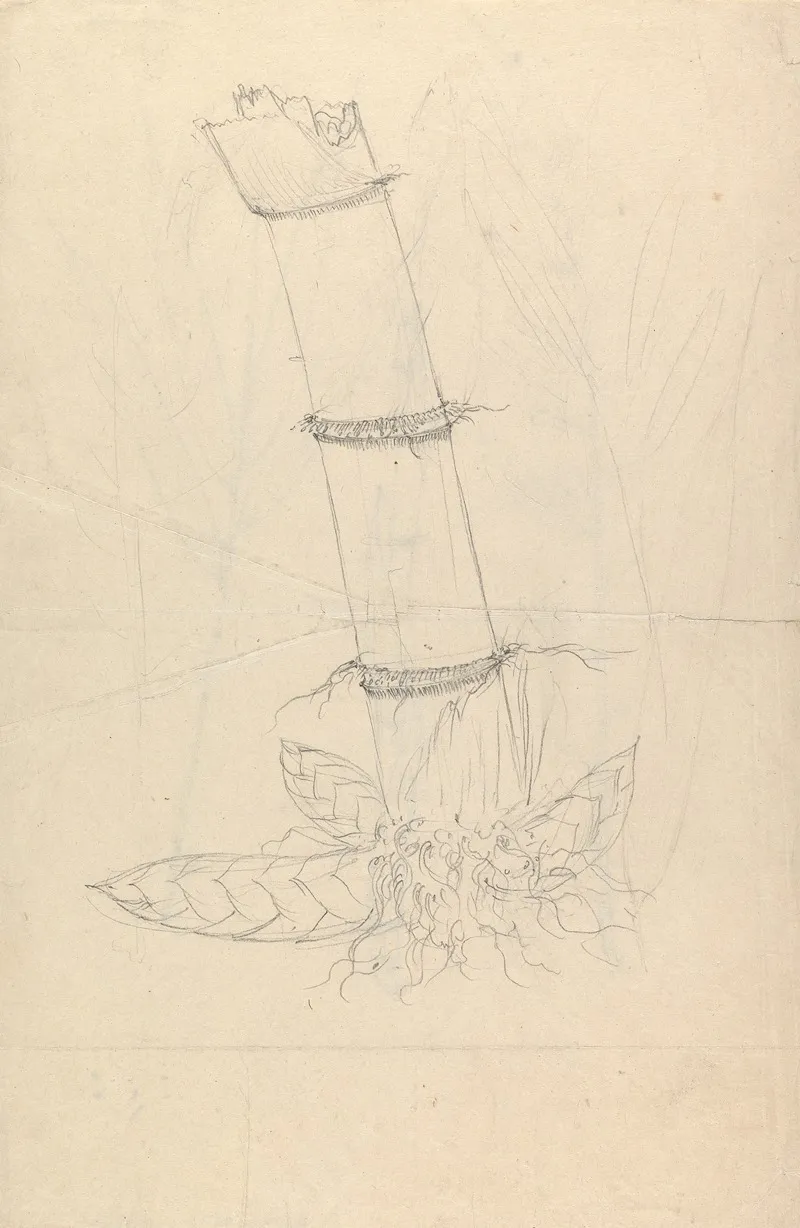 Arundinaria Alpina by Luigi Balugani - Canvas Print