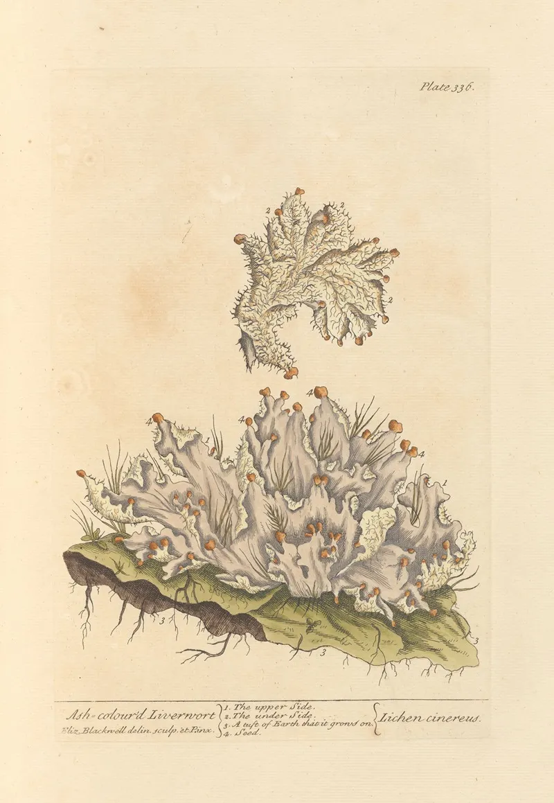 Ash Colourd Liverwort