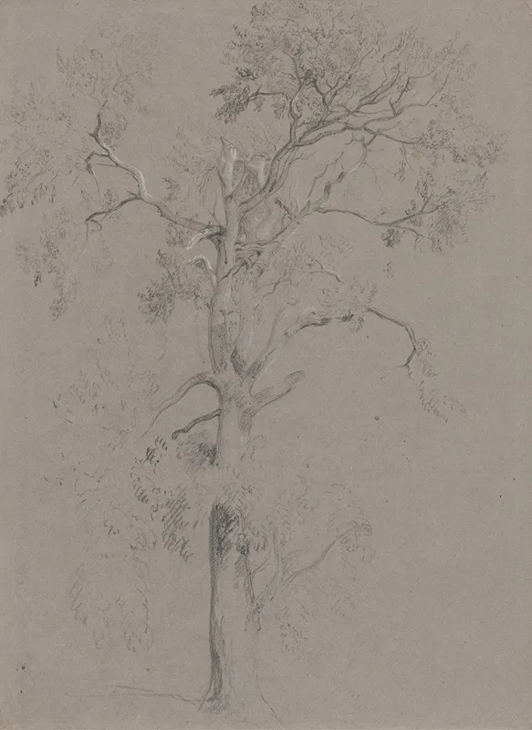 Ash Tree In Ashstead Park by Peter DeWint - Canvas Print