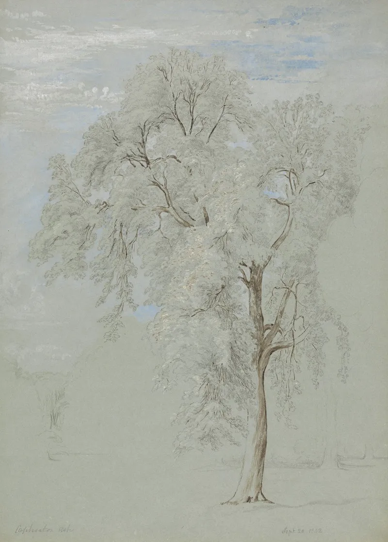Ash Tree