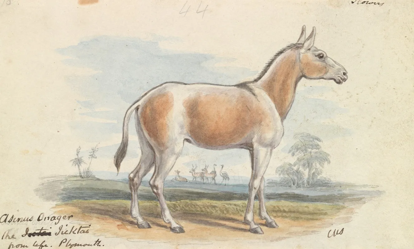 Asinus Onager Horse