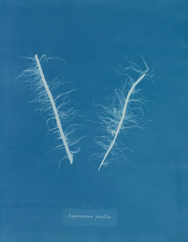 Asperococcus Pusillus