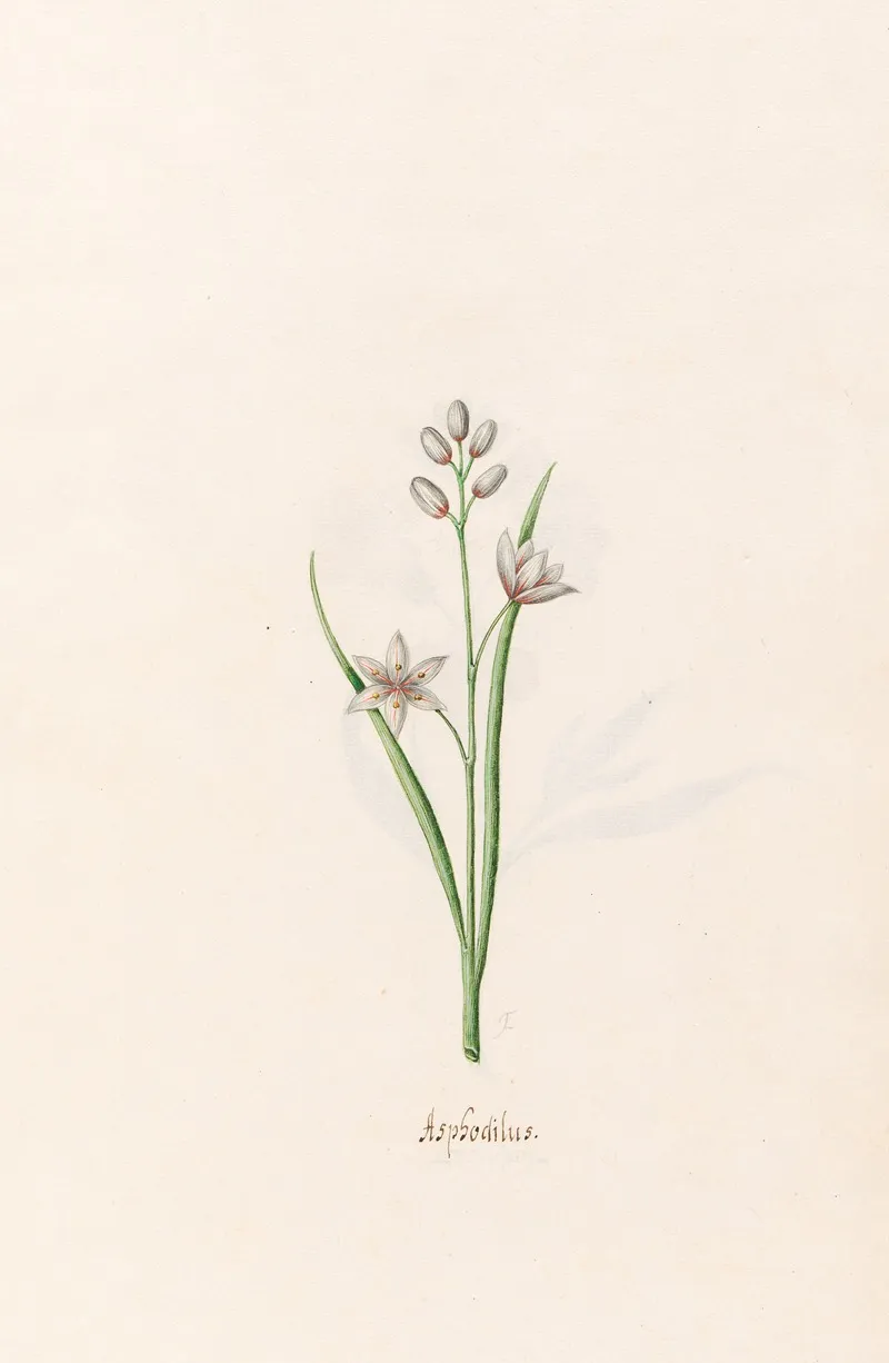 Asphodilus