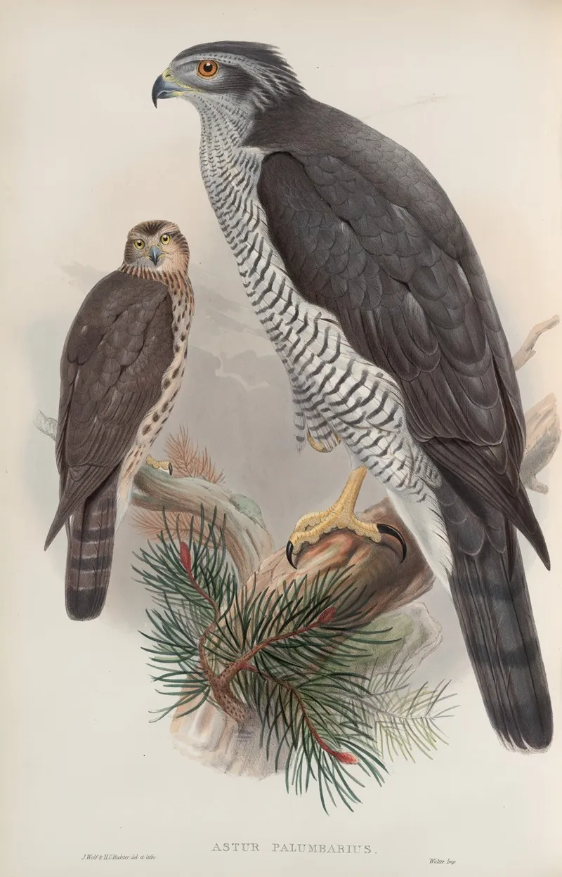 Astur Palumbarius Goshawk by John Gould - Canvas Print