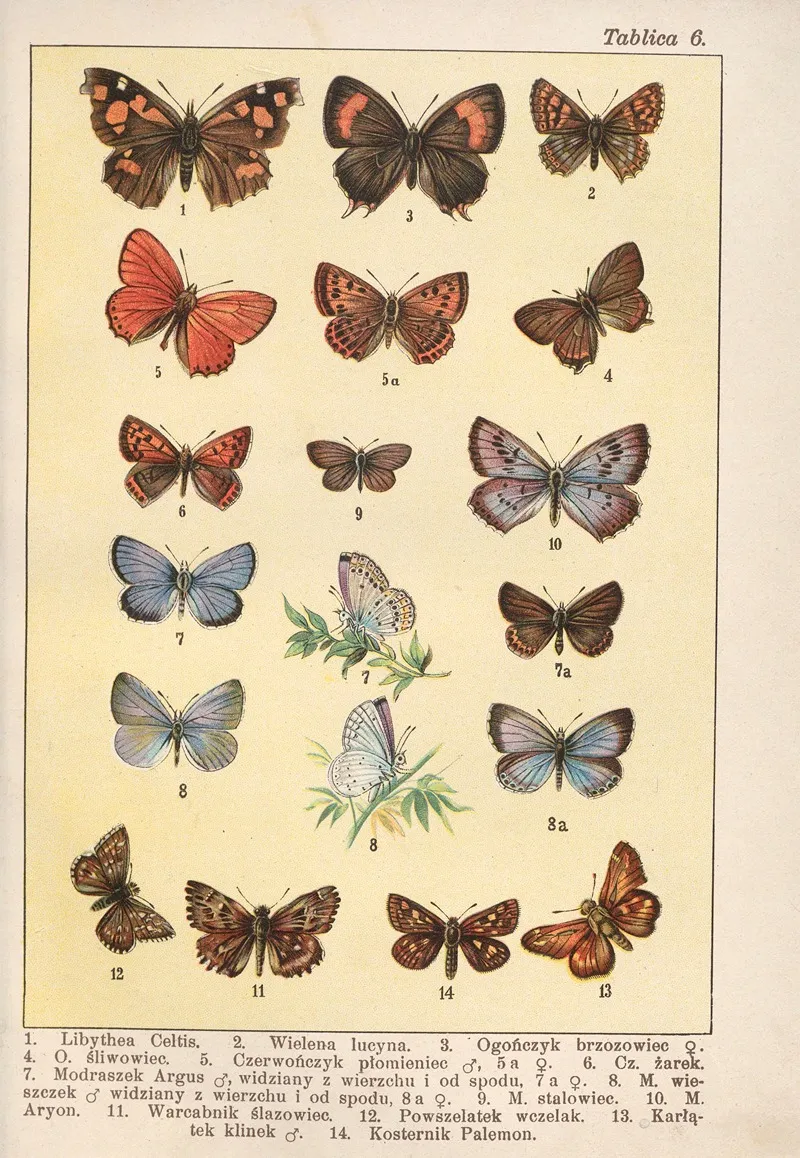 Atlas Motyli Krajowych Pl 06