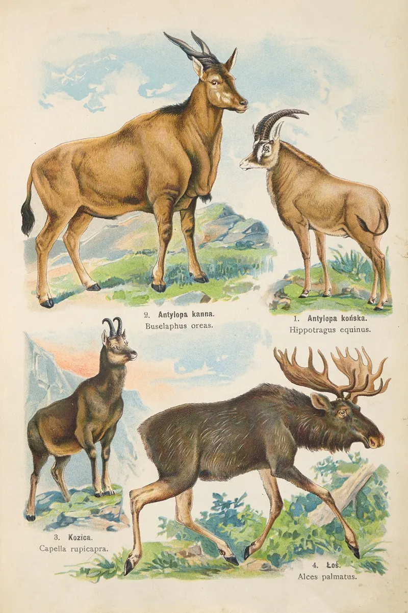 Atlas Panstwa Zwierzecego Pl 53