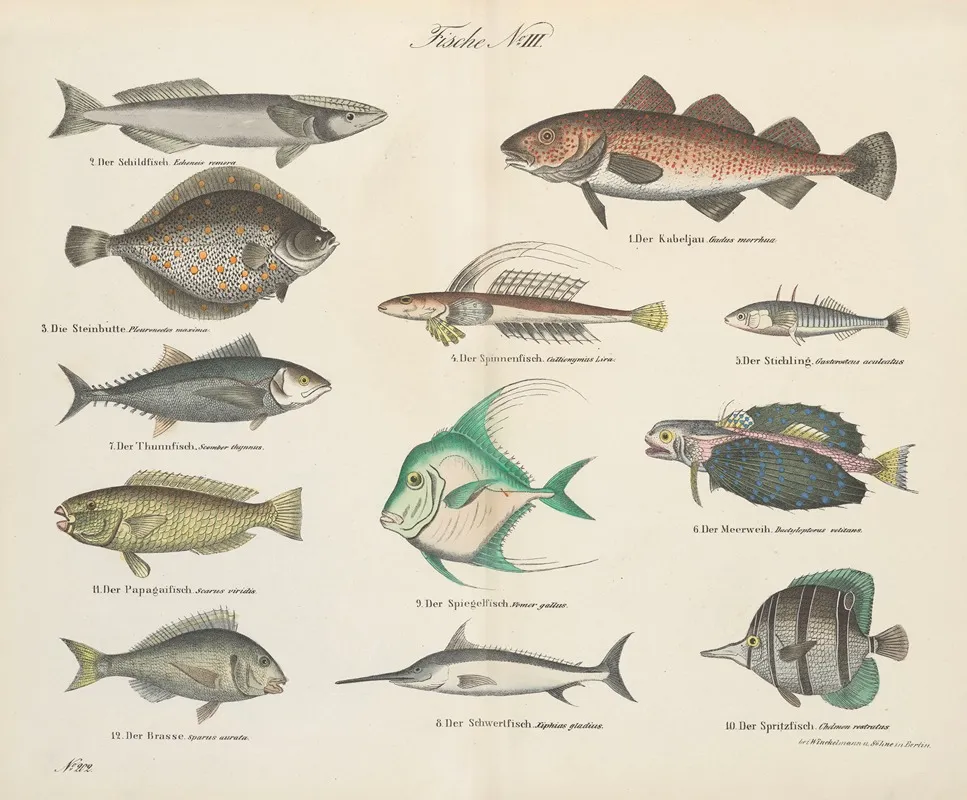 Atlas Zoologiczny W 45 Tablicach Pl 36