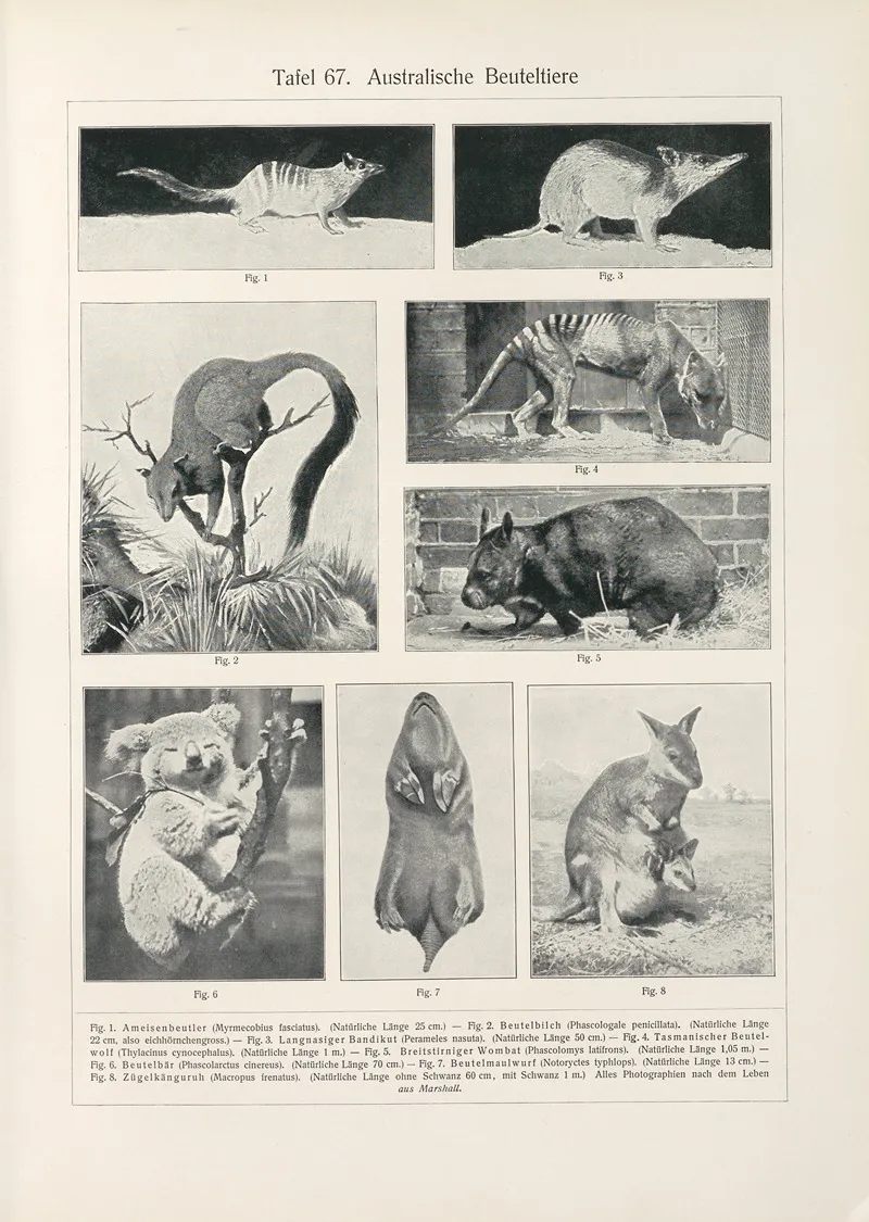 Australische Beuteltiere by Konrad Guenther - Canvas Print