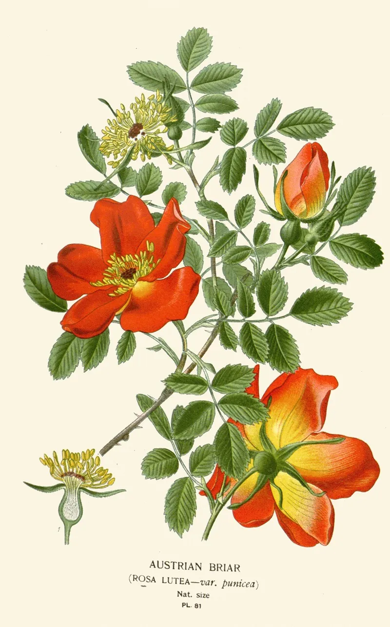 Austrian Briar by Edward Step - Canvas Print