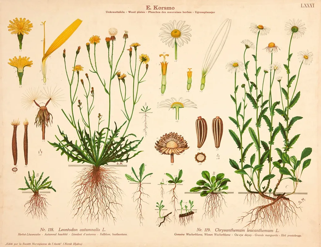 Autumnal Hawkbit Ox Eye Daysy by Knut Quelprud - Canvas Print