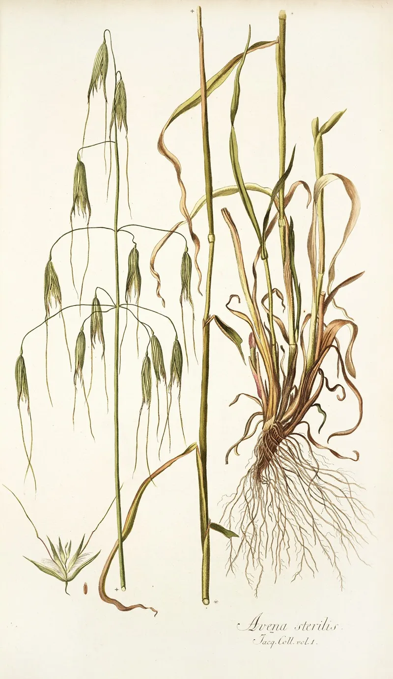 Avena Sterilis