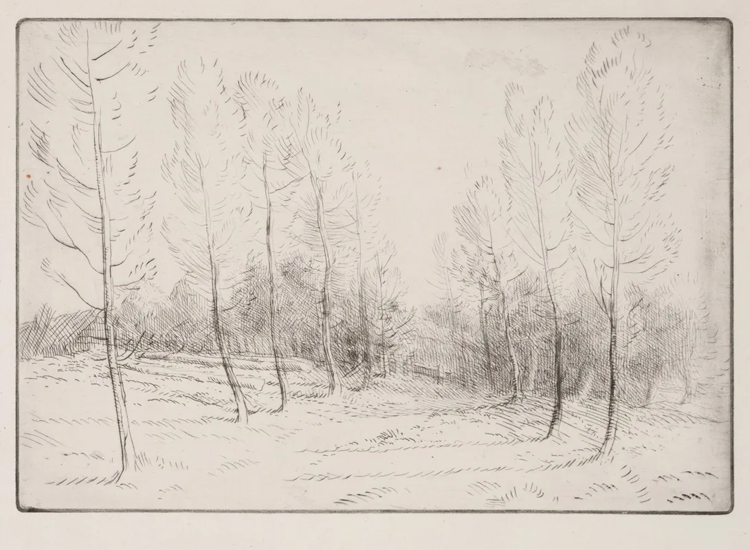 Avenue Of Poplars 2