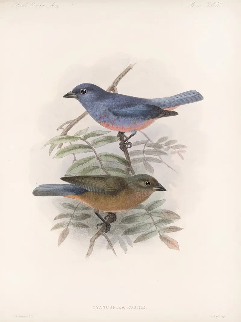 Aves Pl 26 by Frederick DuCane Godman - Canvas Print