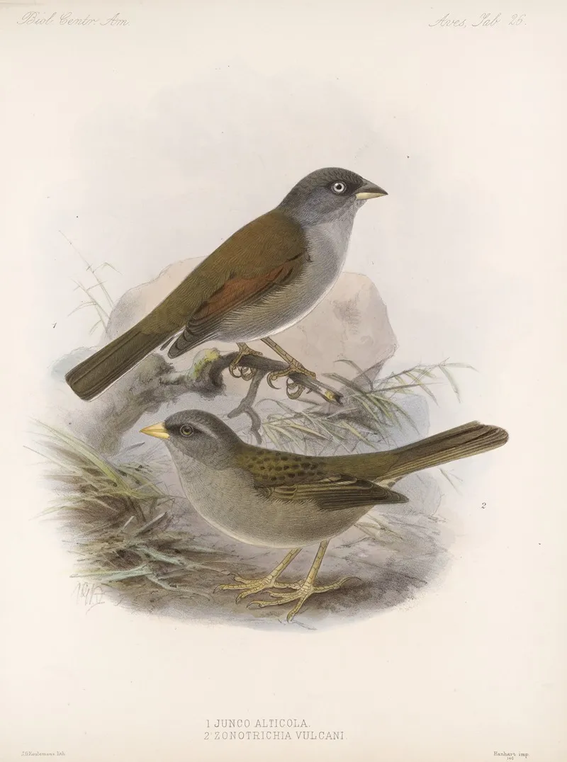 Aves Pl 27 by Frederick DuCane Godman - Canvas Print