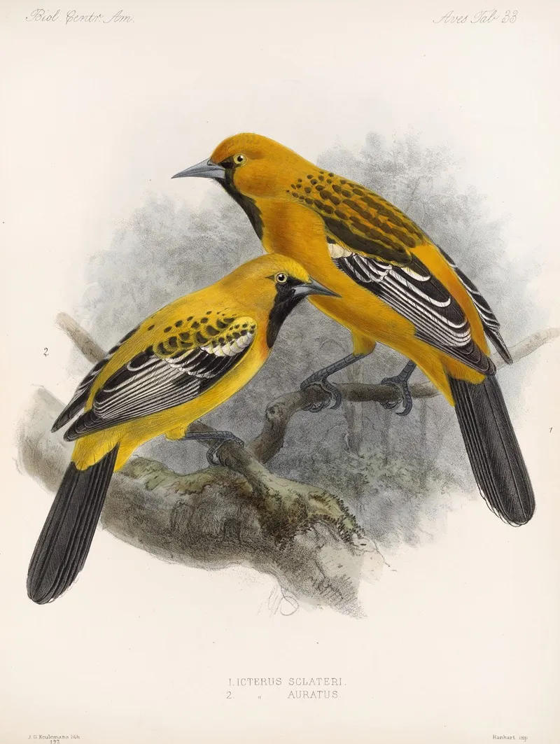 Aves Pl 34 by Frederick DuCane Godman - Canvas Print