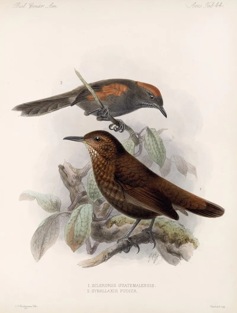 Aves Pl 45