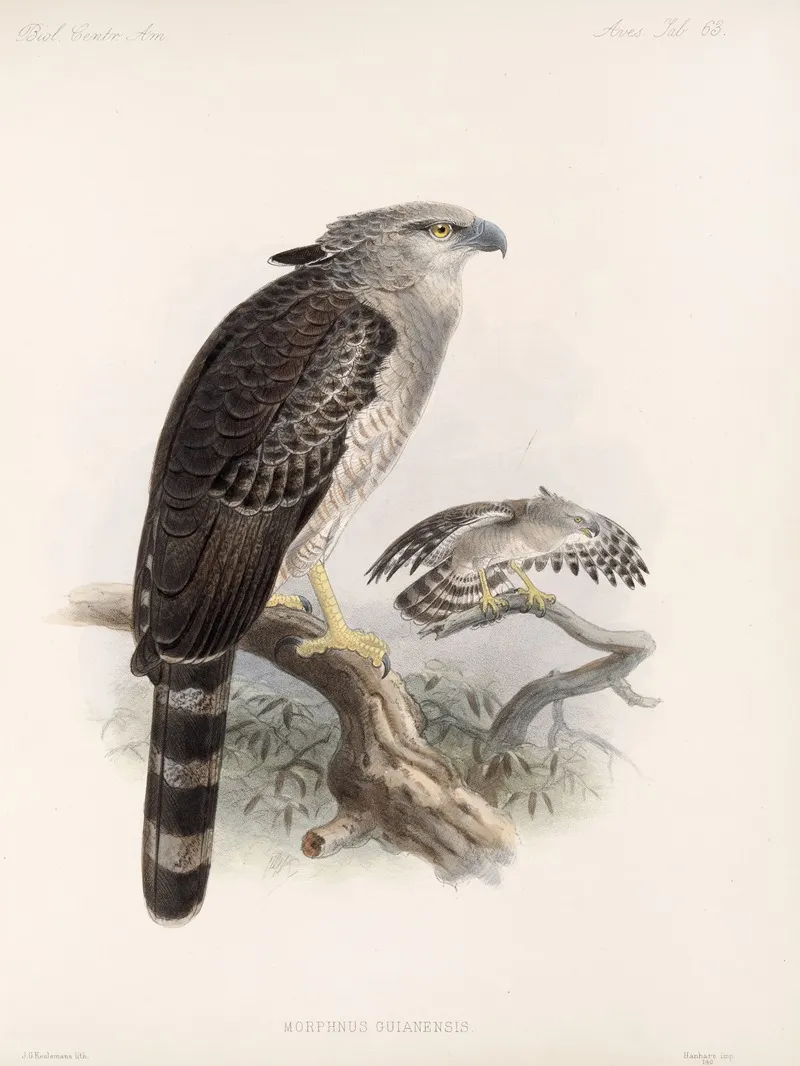 Aves Pl 68 by Frederick DuCane Godman - Canvas Print