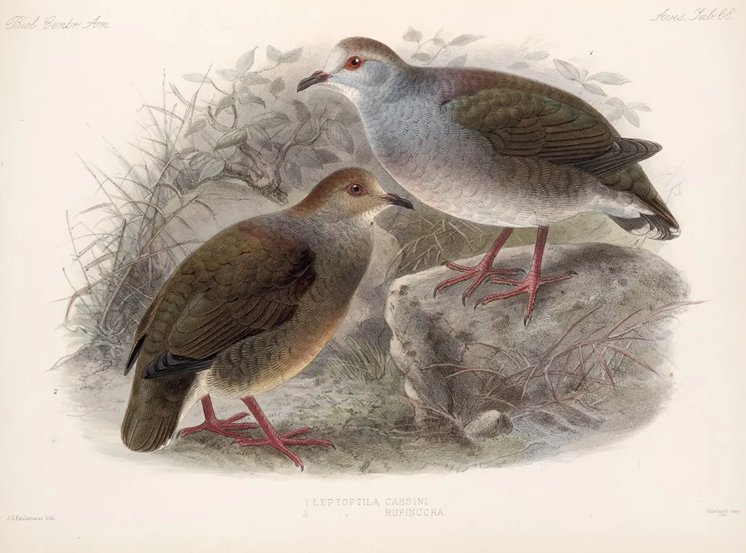 Aves Pl 73