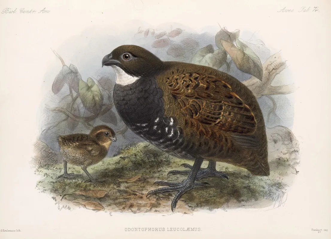 Aves Pl 79