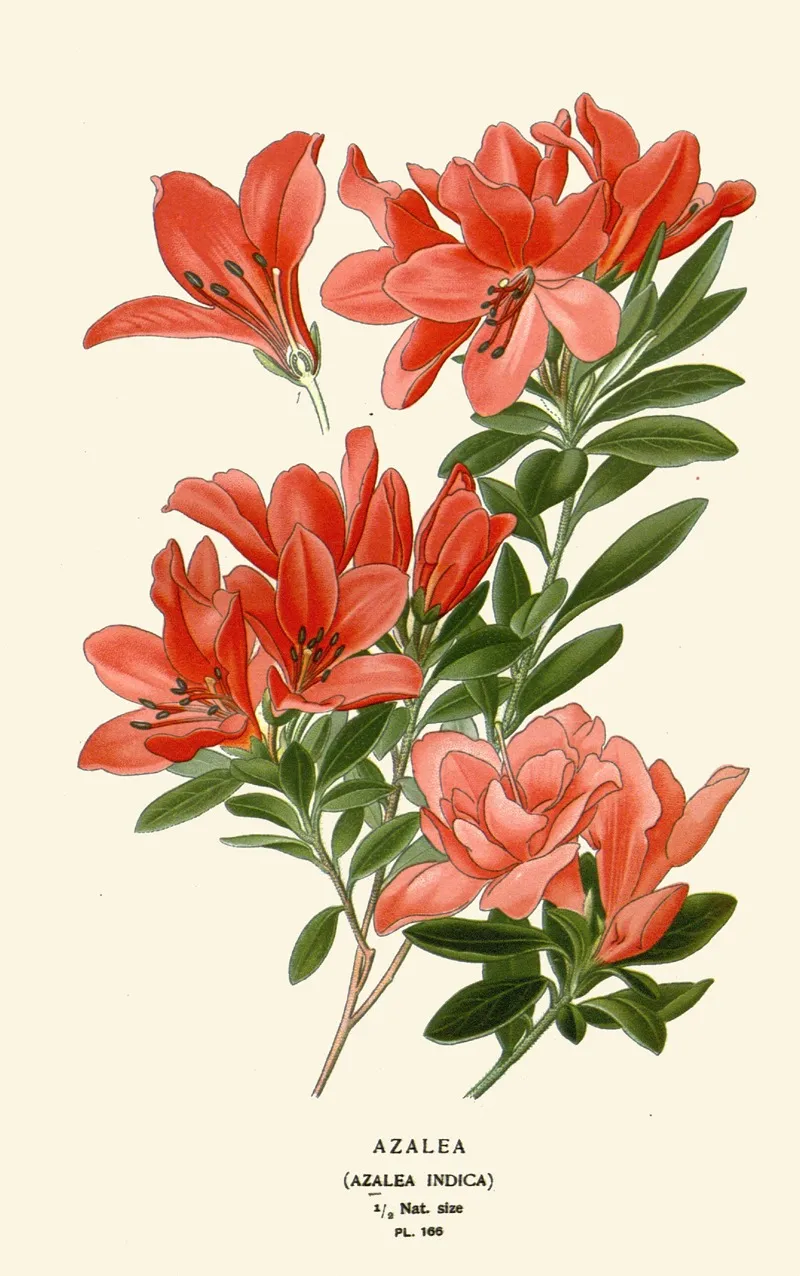 Azalea 3 by Edward Step - Canvas Print