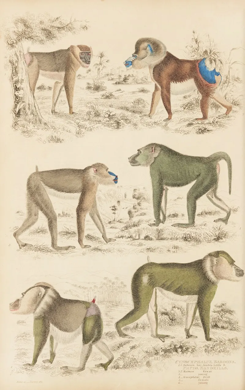 Baboons 2 by William MacGillivray - Canvas Print