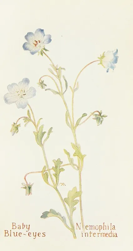 Baby Blue Eyes by Margaret Armstrong - Canvas Print